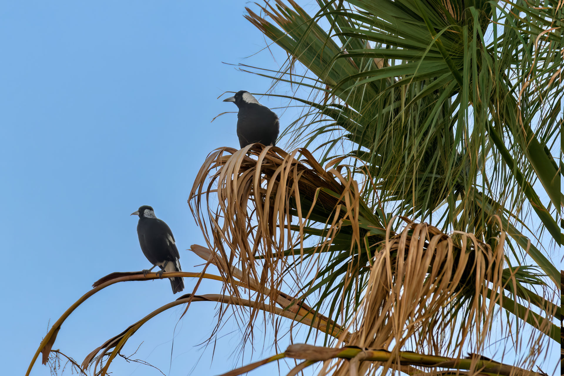 Kalberri - Flötenvögel